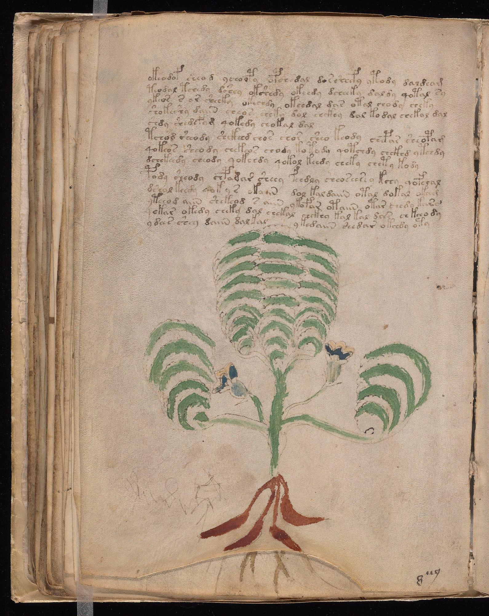 Voynich Manuscript folio f66v — Beinecke MS 408